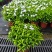 珍珠狗牙花细叶狗牙花矮化狗牙花多年生常绿草花
