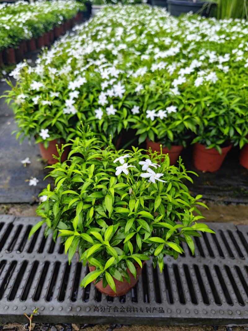 珍珠狗牙花细叶狗牙花矮化狗牙花多年生常绿草花