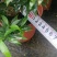 珍珠狗牙花细叶狗牙花矮化狗牙花多年生常绿草花