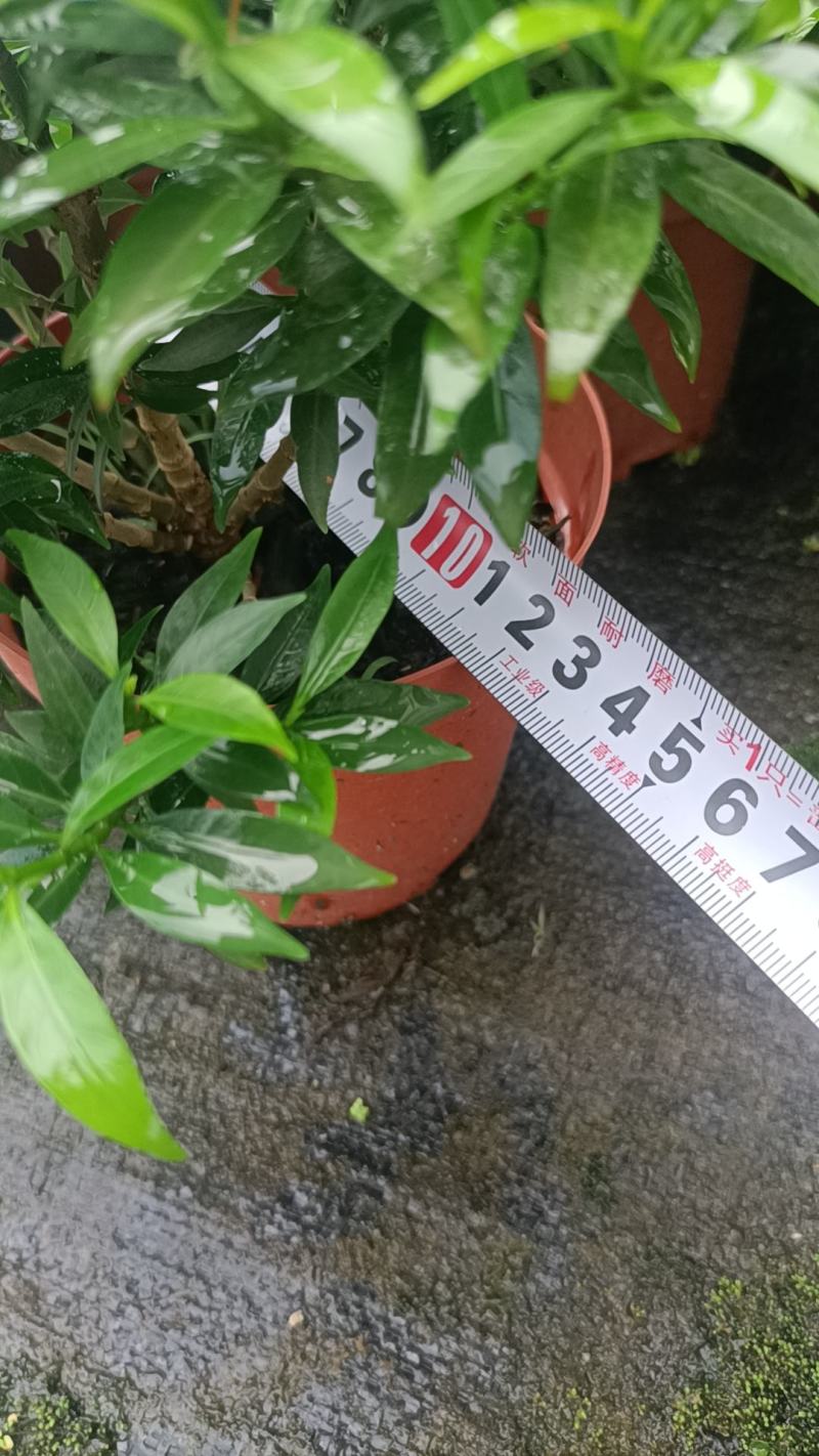 珍珠狗牙花细叶狗牙花矮化狗牙花多年生常绿草花