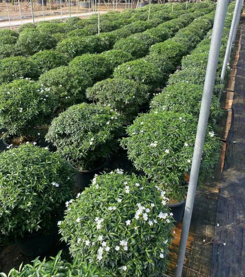 珍珠狗牙花细叶狗牙花矮化狗牙花多年生常绿草花