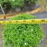 珍珠狗牙花细叶狗牙花矮化狗牙花多年生常绿草花