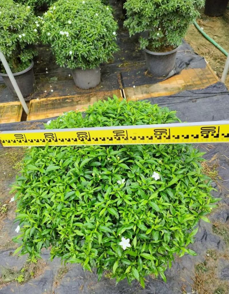 珍珠狗牙花细叶狗牙花矮化狗牙花多年生常绿草花