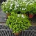 珍珠狗牙花细叶狗牙花矮化狗牙花多年生常绿草花