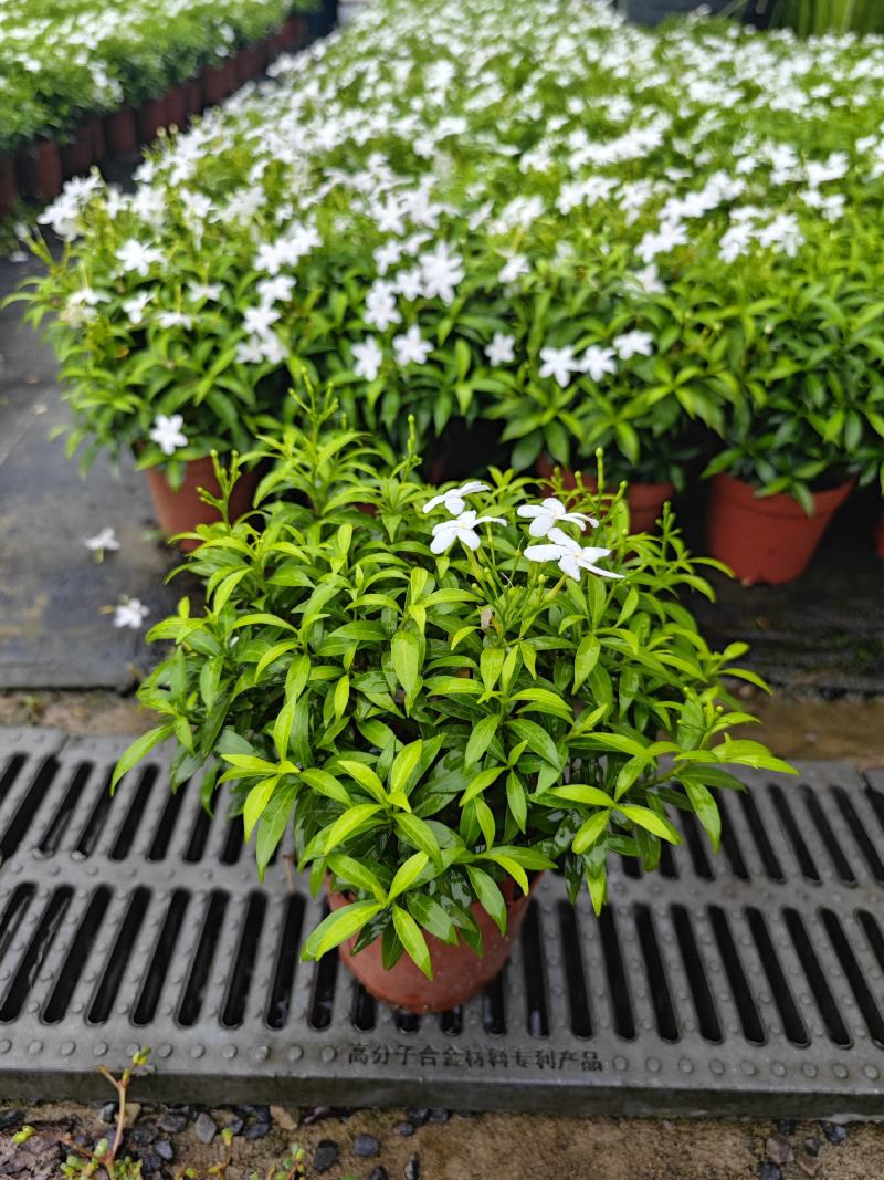 珍珠狗牙花细叶狗牙花矮化狗牙花多年生常绿草花