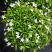 珍珠狗牙花细叶狗牙花矮化狗牙花多年生常绿草花