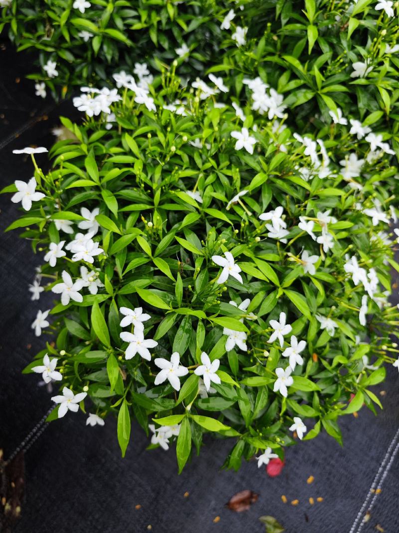 珍珠狗牙花细叶狗牙花矮化狗牙花多年生常绿草花