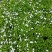 珍珠狗牙花细叶狗牙花矮化狗牙花多年生常绿草花