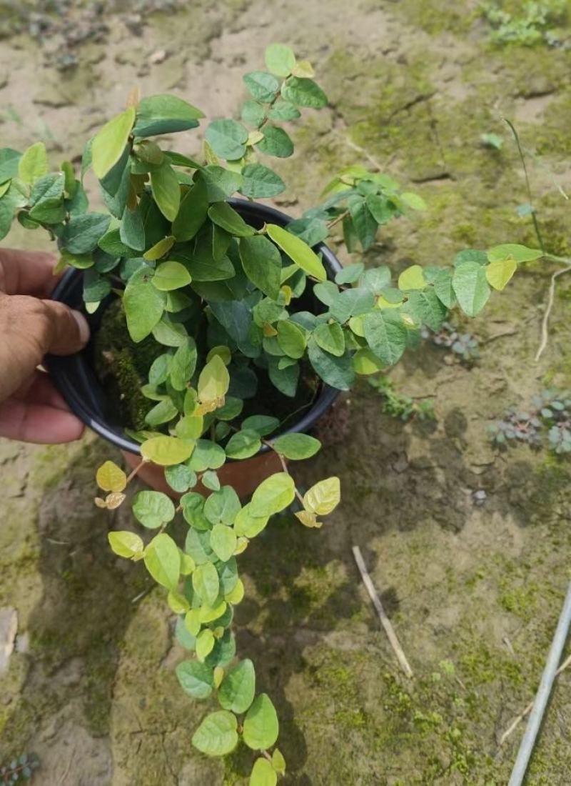 霹雳苗薛荔爬藤凉粉果苗
