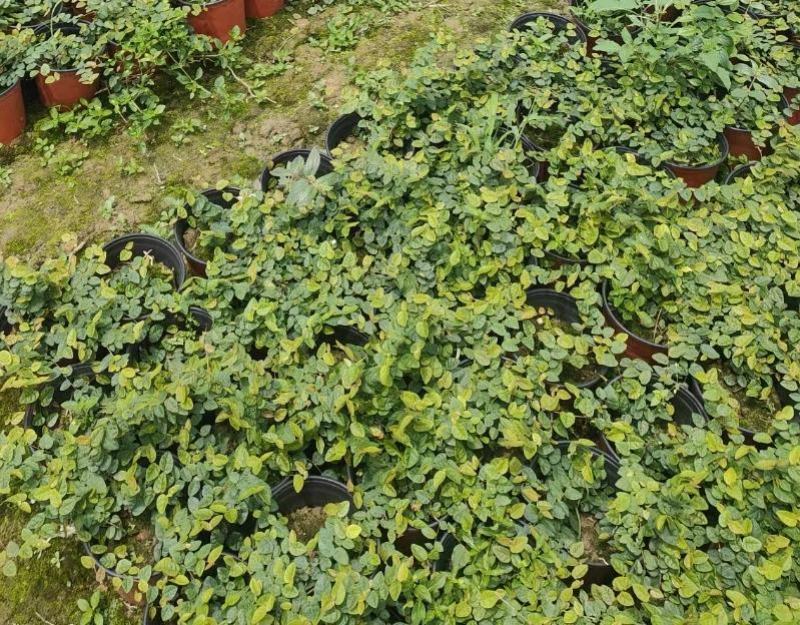 霹雳苗薛荔爬藤凉粉果苗