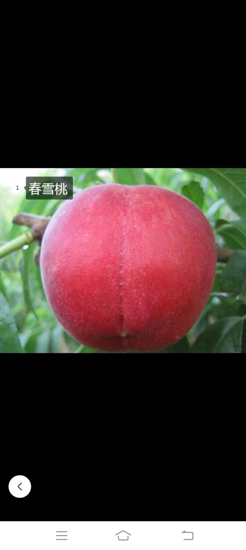 春雪桃