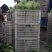 牛心甘蓝山东甘蓝宣菜2到3斤现挖现发货，一条龙服务可代发