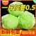牛心甘蓝山东甘蓝宣菜2到3斤现挖现发货，一条龙服务可代发