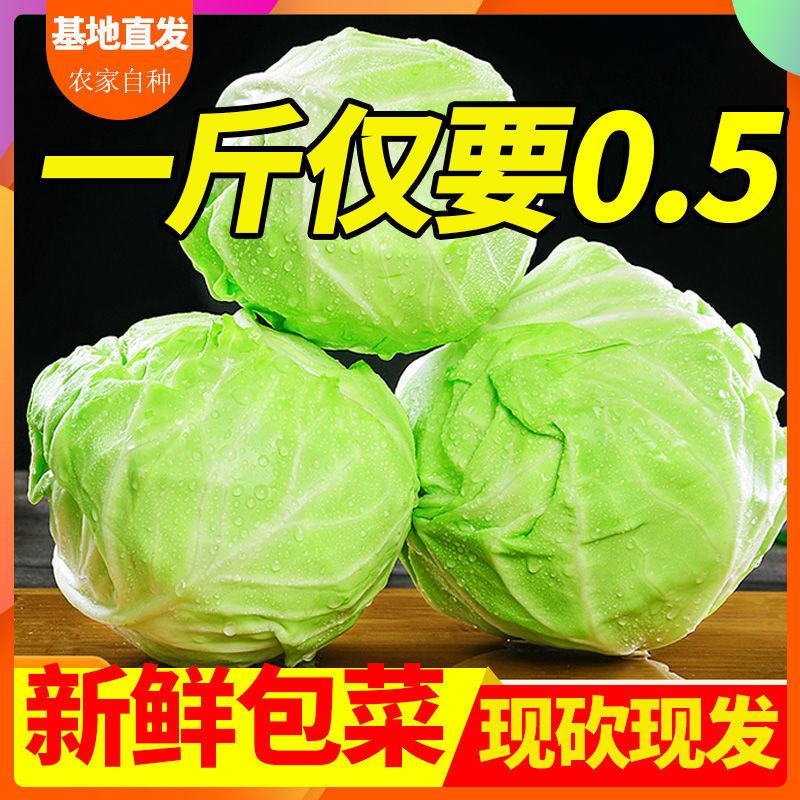 牛心甘蓝山东甘蓝宣菜2到3斤现挖现发货，一条龙服务可代发