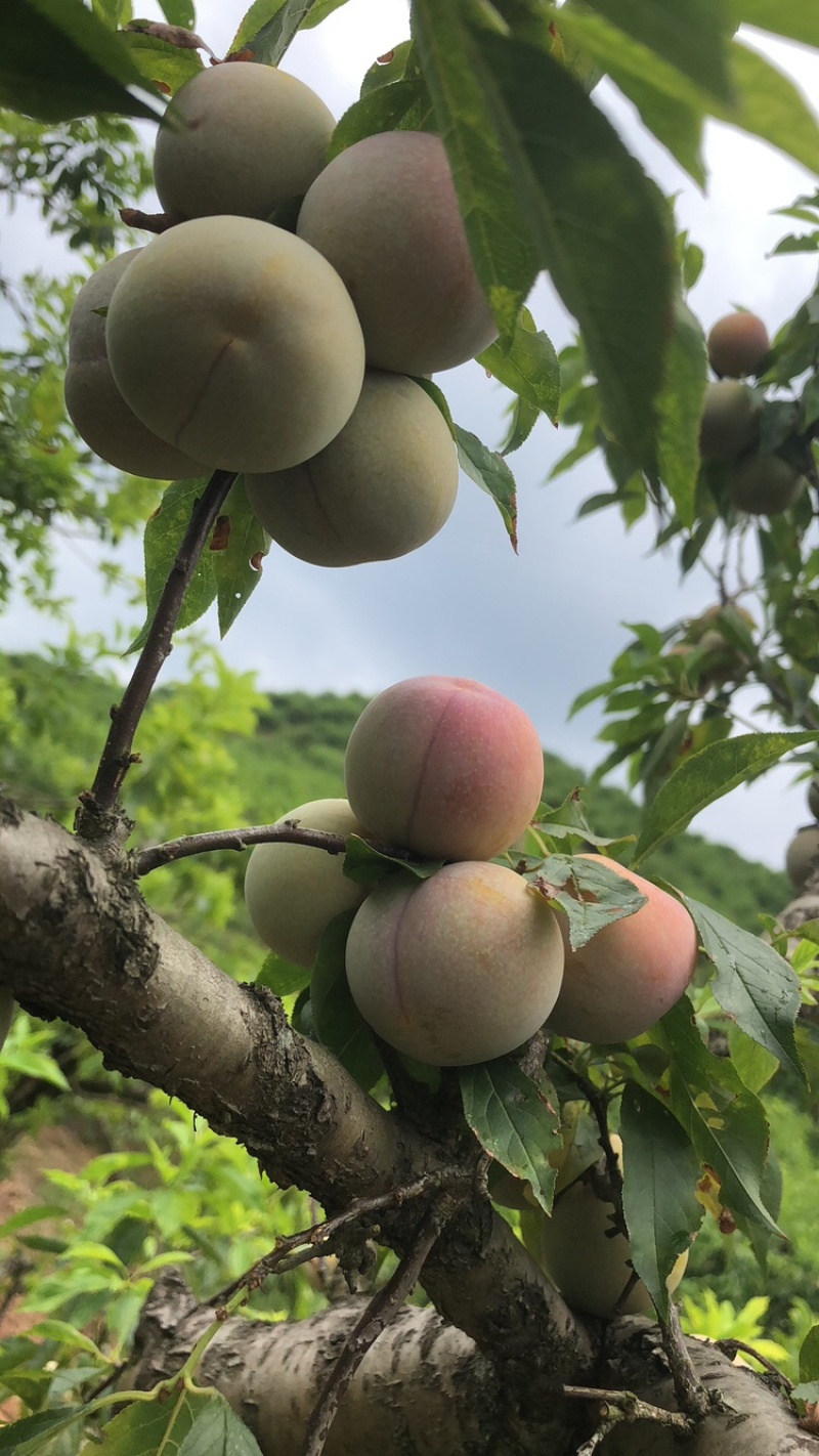 ［精品推荐］广东韶关三华李，对接电市果市场果，欢迎前来。