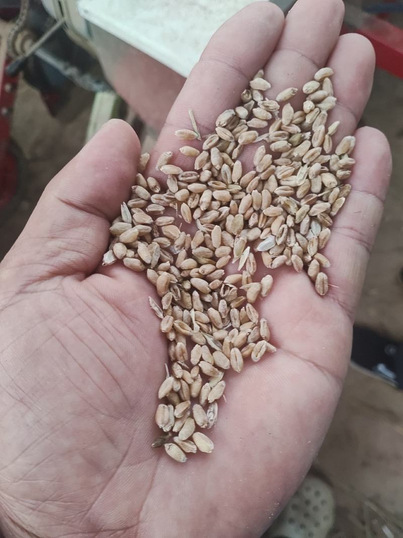 灵宝小麦大量上市了有收割机的欢迎