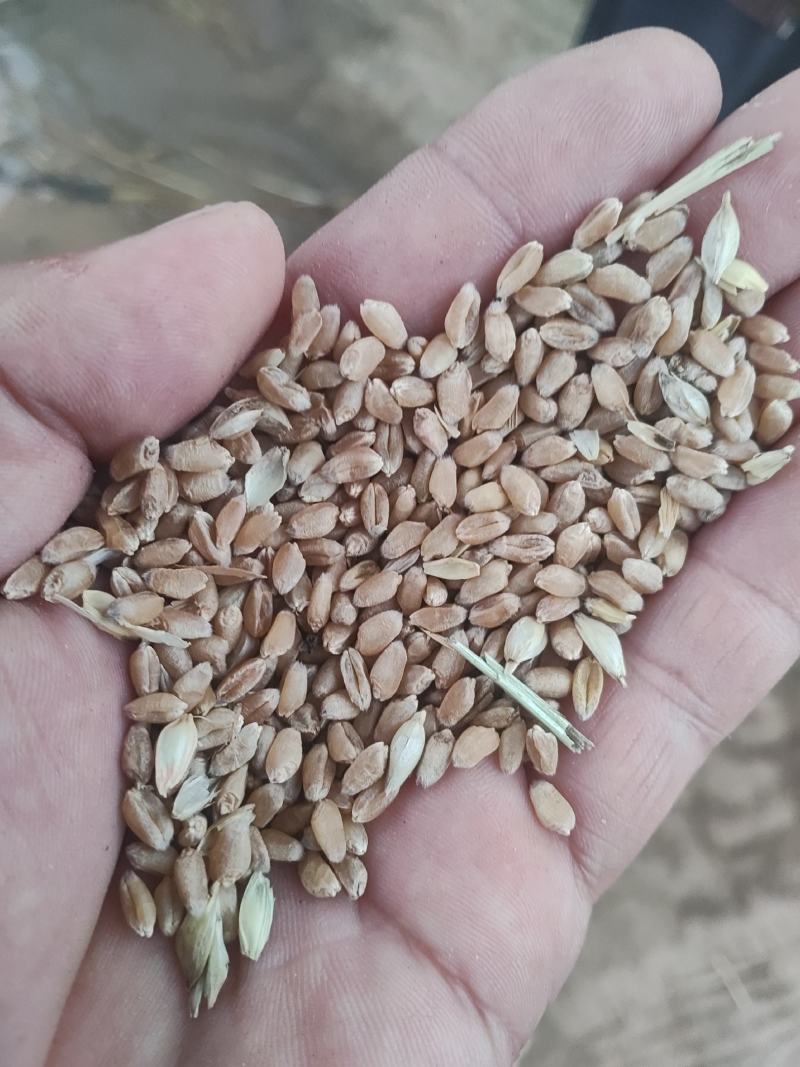 灵宝小麦大量上市了有收割机的欢迎