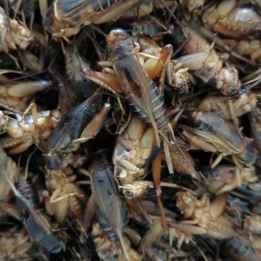 精品大蛐蛐有需要的请与我联系