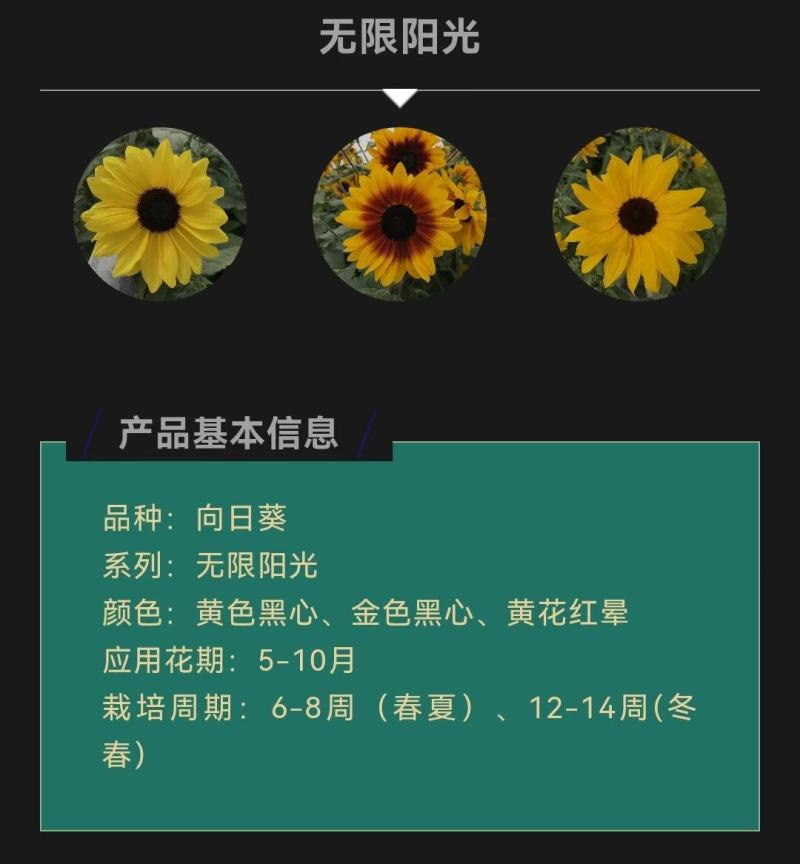 进口向日葵种子，开花市里超长，无限阳光，春夏播种向日葵籽