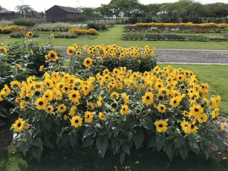 进口向日葵种子，开花市里超长，无限阳光，春夏播种向日葵籽