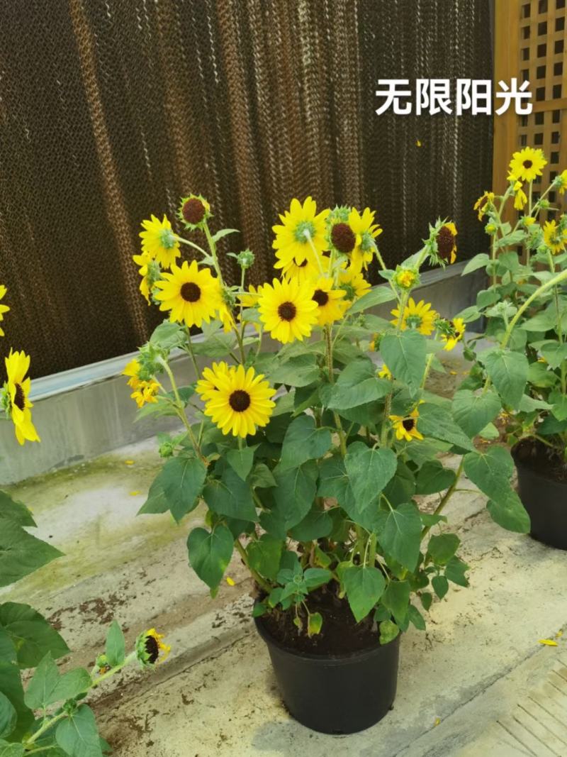 进口向日葵种子，开花市里超长，无限阳光，春夏播种向日葵籽