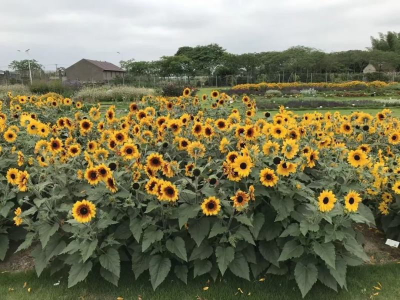 进口向日葵种子，开花市里超长，无限阳光，春夏播种向日葵籽