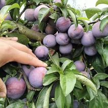 【黑布林李子】紫琥珀黑布林李子大量上市货量充足代收