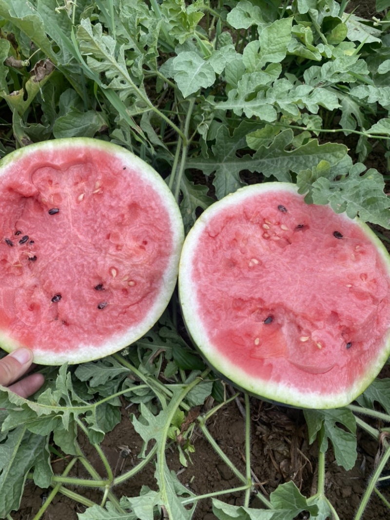 绵阳露天西瓜