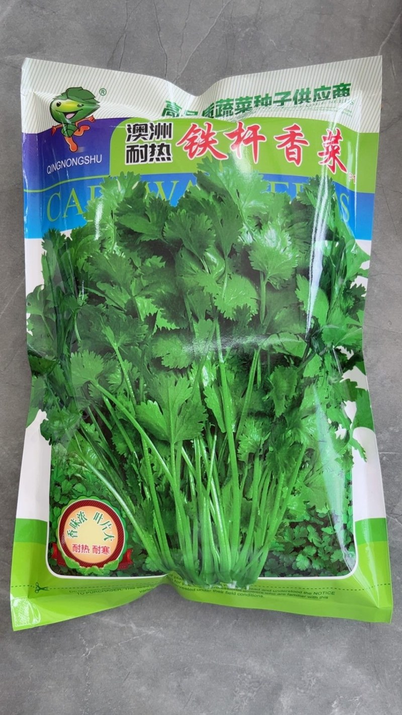 铁杆香菜种子