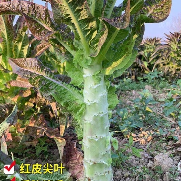 莴苣红叶莴笋产地一手货源现摘现发欢迎来电订购