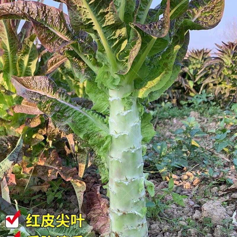 莴苣红叶莴笋产地一手货源现摘现发欢迎来电订购