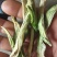 抗干青萝卜干，有需要的老板请与我联系