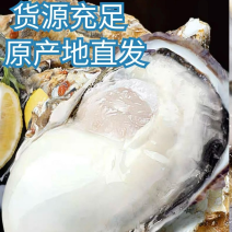精品《大连生蚝》鲜货供应肉质肥美规格齐全全国发货