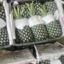 广东优质蜜菠萝，西安东元路果品物流中心特约批发，雨润批发