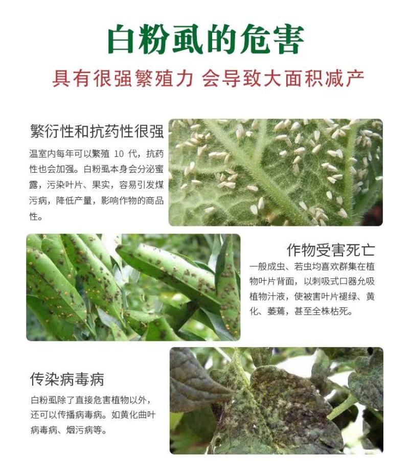 26%联苯菊酯啶虫脒呋虫胺白粉虱蓟马跳甲水稻稻飞虱农药