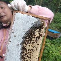 江西土蜂蜜萍乡中蜂野生百花蜂蜜货源充足欢迎来电咨询订购