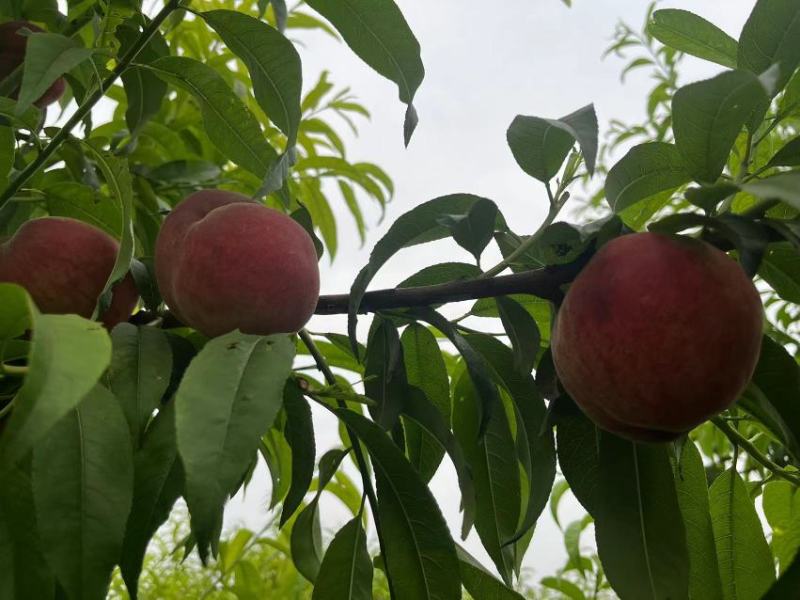 安徽宿州中桃9光战三号桃子大量上市，个大饱满
