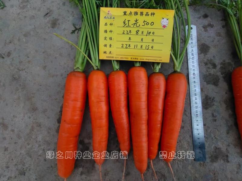 红光500杂交胡萝卜种子春秋两用红色胡萝卜种子秧矮根红