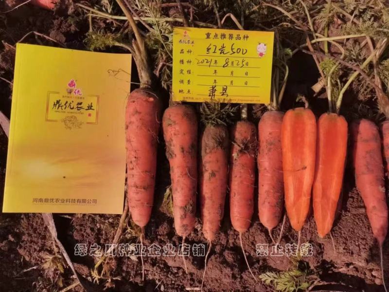 红光500杂交胡萝卜种子春秋两用红色胡萝卜种子秧矮根红