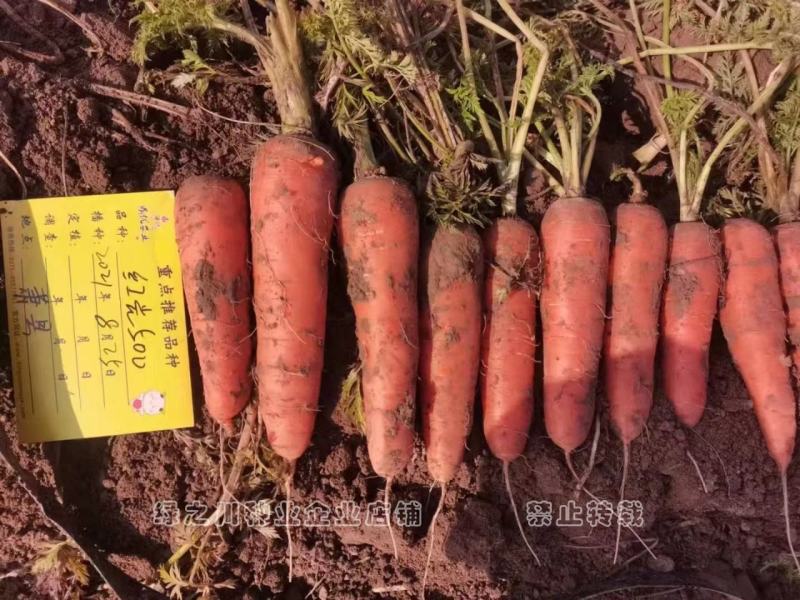 红光500杂交胡萝卜种子春秋两用红色胡萝卜种子秧矮根红
