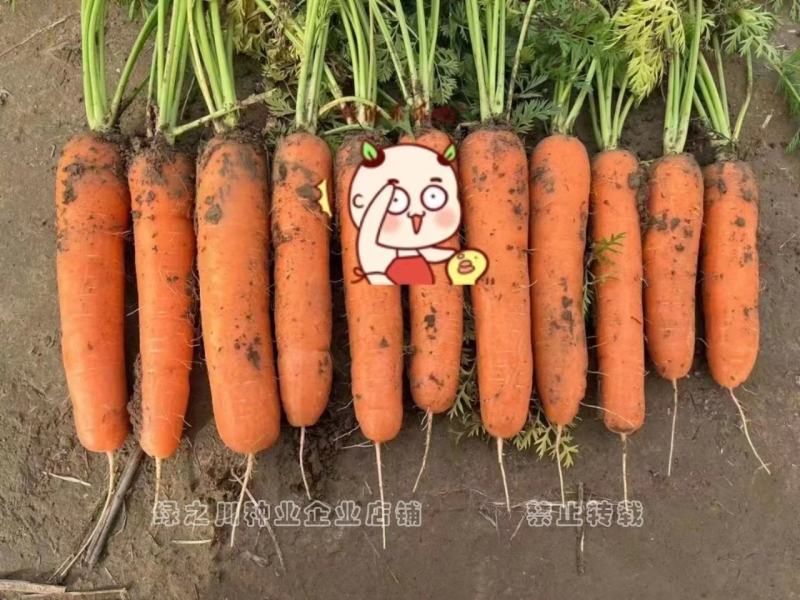 红光500杂交胡萝卜种子春秋两用红色胡萝卜种子秧矮根红