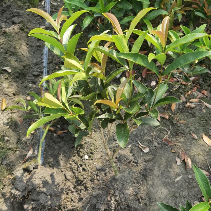 成都基地批佛顶桂，也收四季桂需要的老板请联系