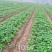 草莓苗天仙醉，大叶红颜，白雪公主，红玉