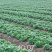 草莓苗天仙醉，大叶红颜，白雪公主，红玉