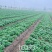 草莓苗天仙醉，大叶红颜，白雪公主，红玉