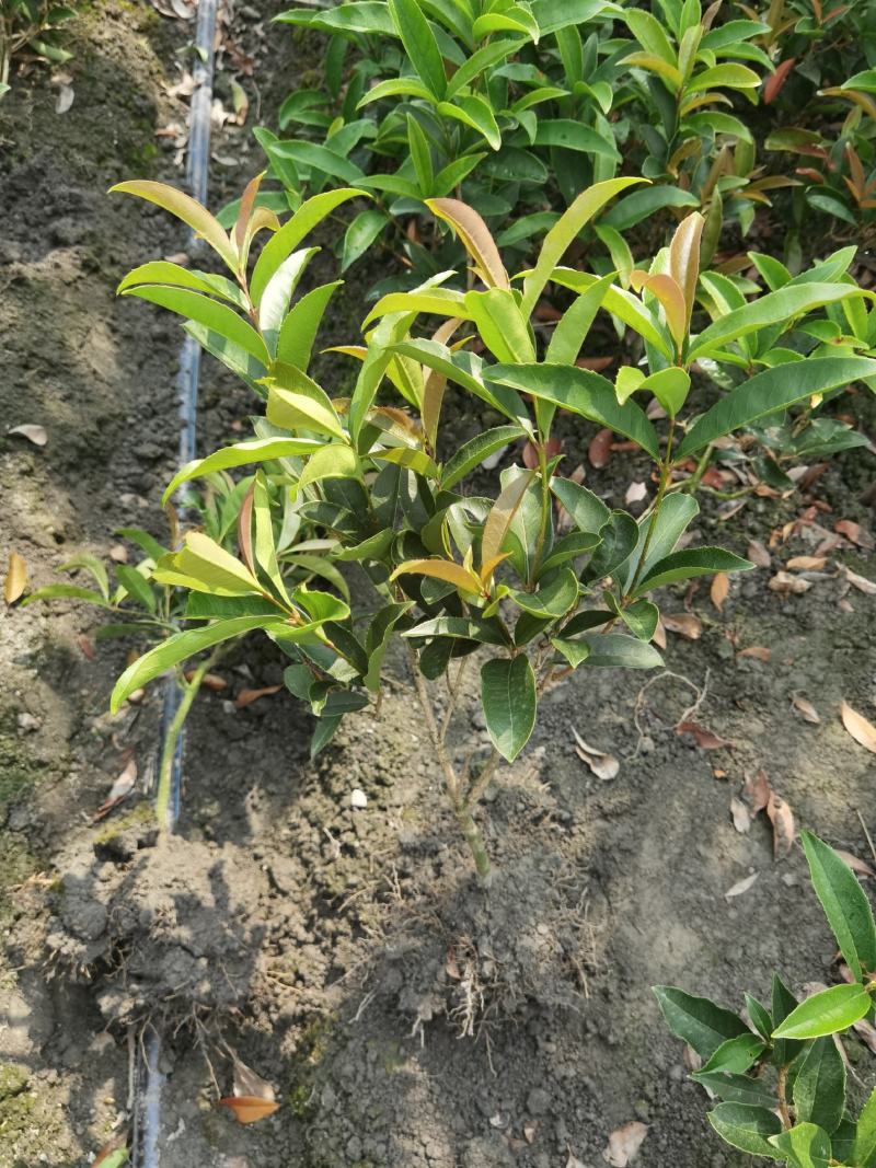 成都基地批佛顶桂，也收四季桂需要的老板请联系