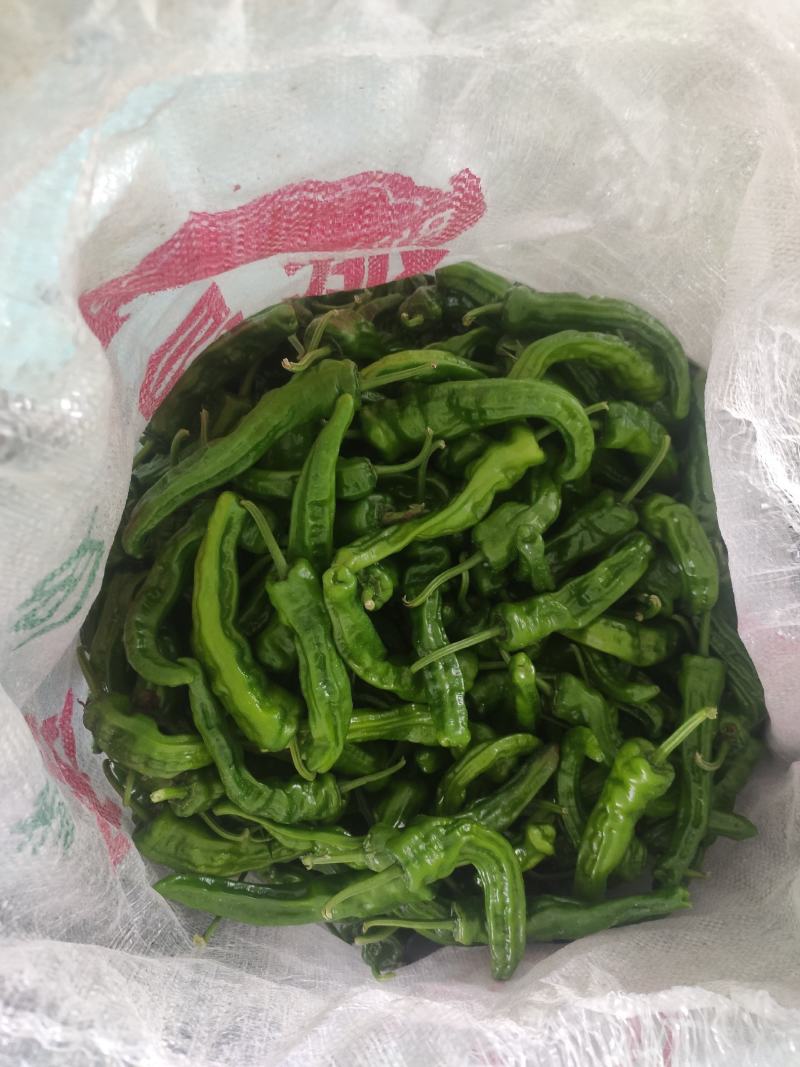鲜辣椒小皱皮，线椒，长期有货有需要联系，价格详谈