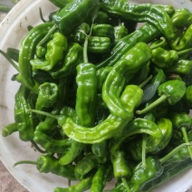 鲜辣椒小皱皮，线椒，长期有货有需要联系，价格详谈
