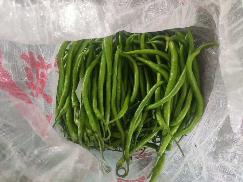 鲜辣椒小皱皮，线椒，长期有货有需要联系，价格详谈