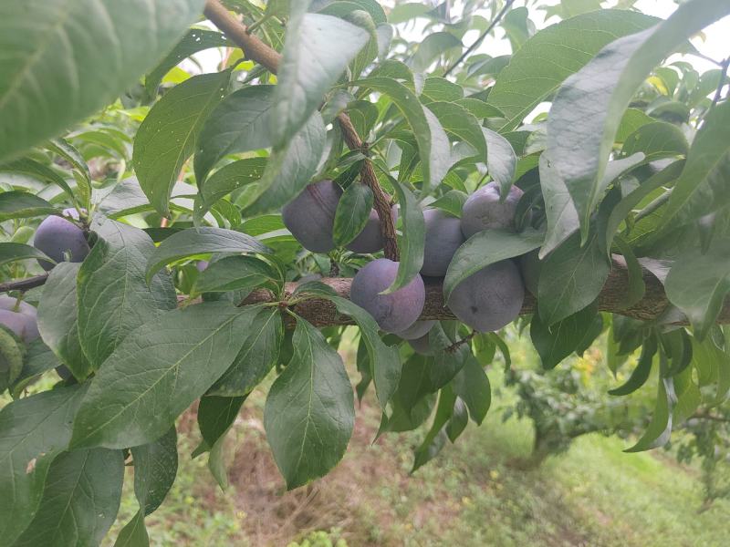 五月脆